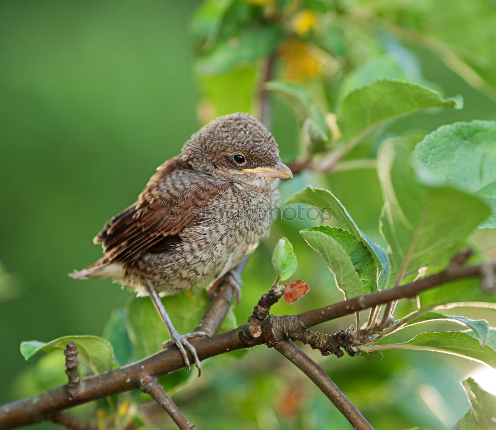 Similar – Image, Stock Photo Big bird Nature Landscape