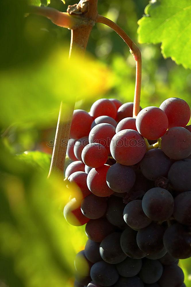 Similar – Image, Stock Photo harvest grapes Food Fruit