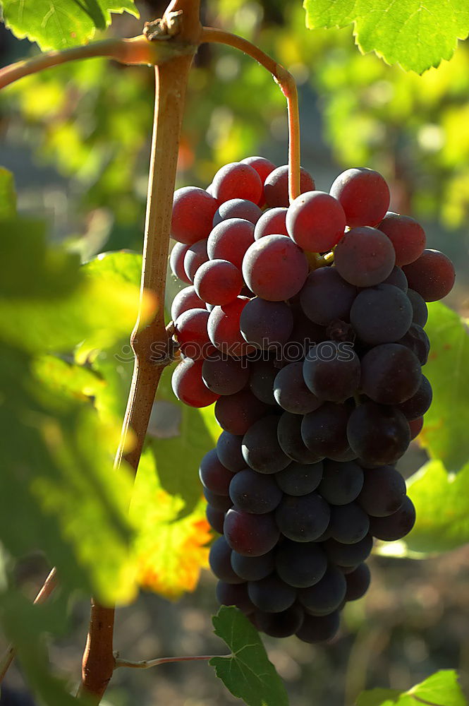 Similar – Image, Stock Photo selection Food Fruit