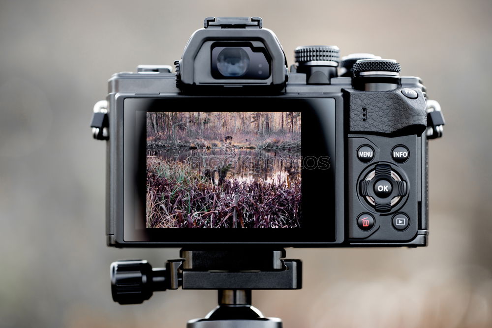 Full body image in the ground glass of an analog medium format camera of a tall beautiful woman with long dark curly hair in nature sitting barefoot under a tree