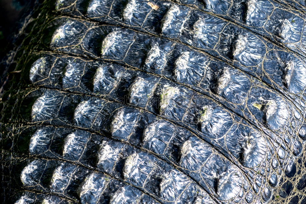 Similar – Close up of shimmering fish skin