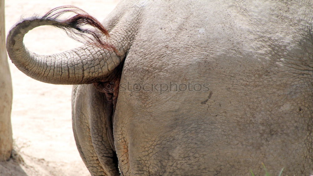 Similar – Laughing Elephant Tusk