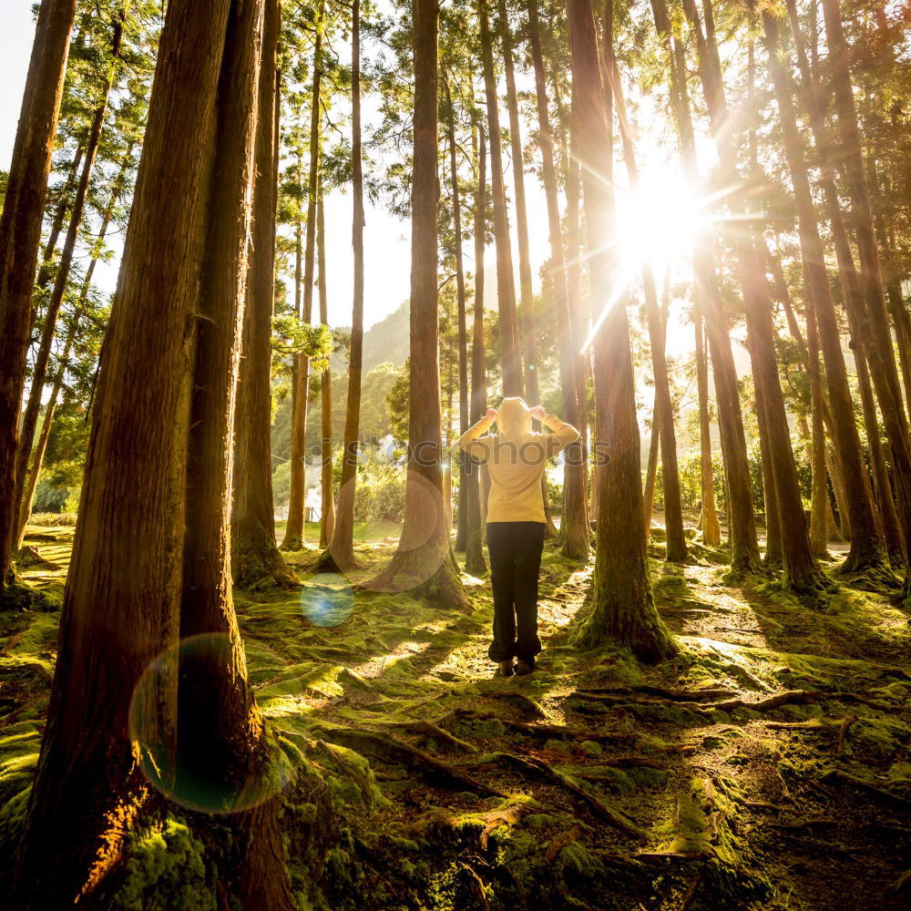 Similar – A man working with his laptop in a forest on the fresh air sitting on a trunk.