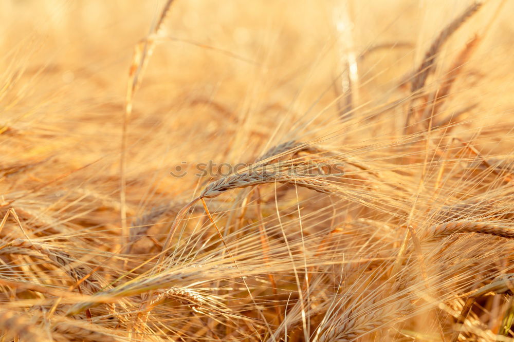 Similar – Image, Stock Photo Closeup of field of ripe golden rye