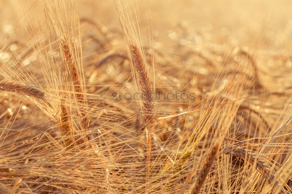 Similar – Image, Stock Photo Closeup of field of ripe golden rye