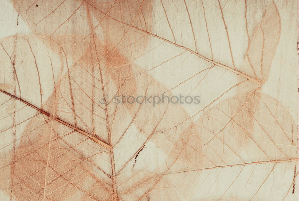 Similar – Image, Stock Photo Herbarium. Brown leaf on paper background