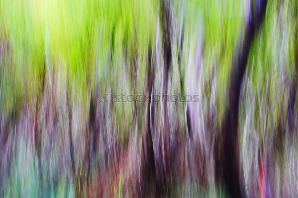 Similar – Image, Stock Photo In the forest II