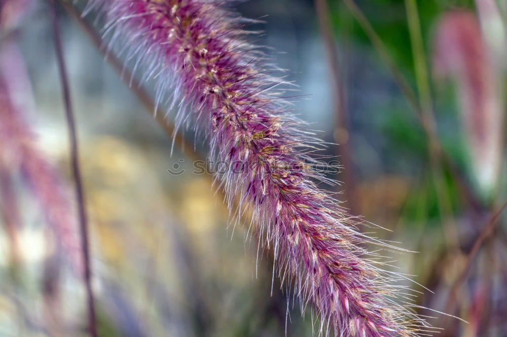 Image, Stock Photo frost Winter Ice Plant Red