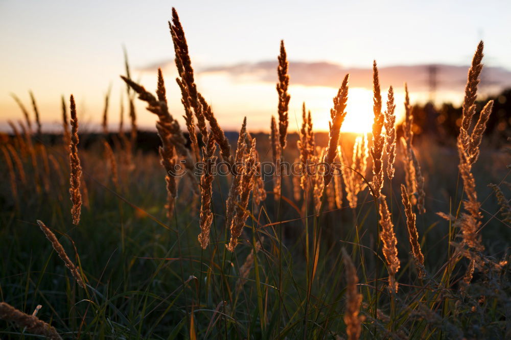 Similar – Sundown III Field Sunset