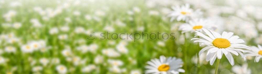 Similar – Daisies from the ant’s perspective