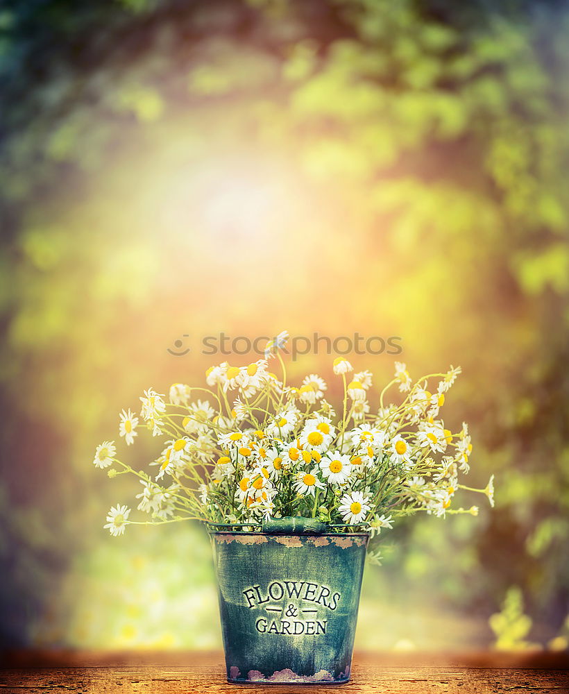 Similar – Old watering can with garden flowers