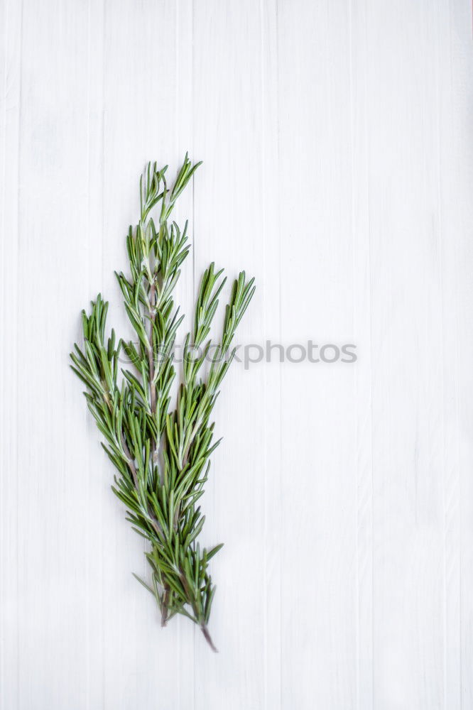 Similar – Image, Stock Photo herbarium Art Environment