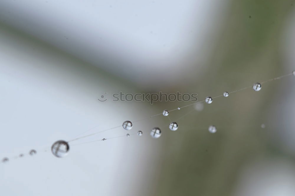 Similar – Image, Stock Photo love apples Nature Summer