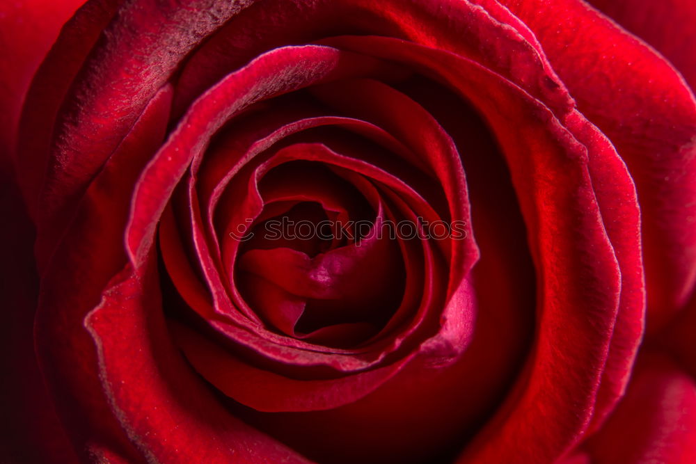 Similar – Image, Stock Photo Rose Pink Red Nature Plant