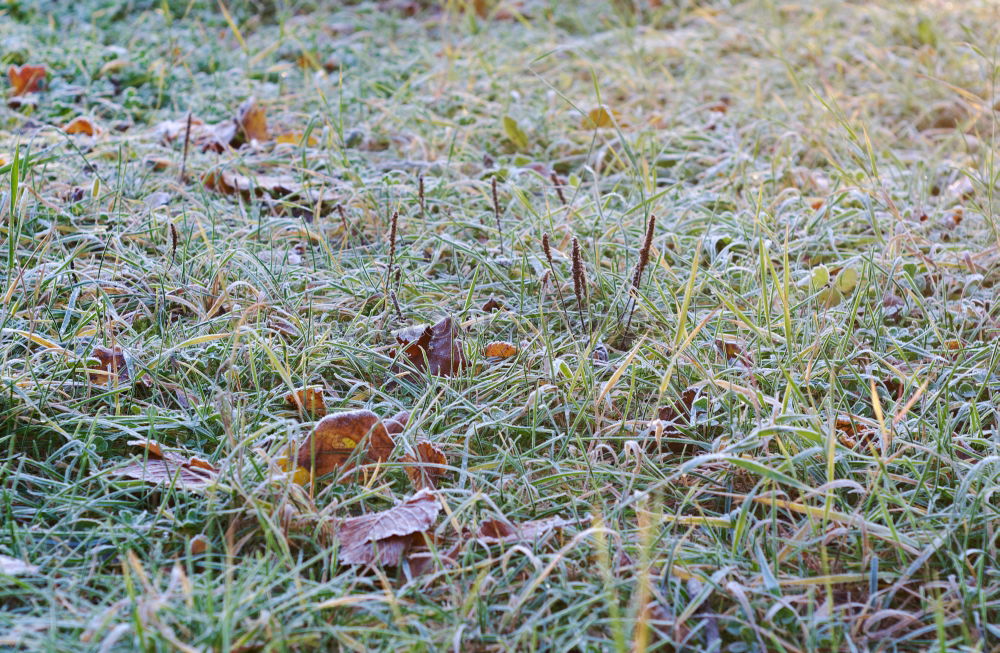 Similar – Frosty nose Cold Frozen