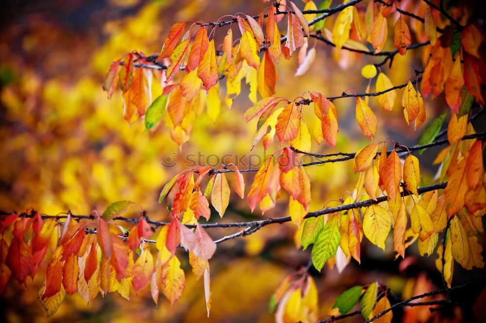 Similar – sycamore maple in autumn