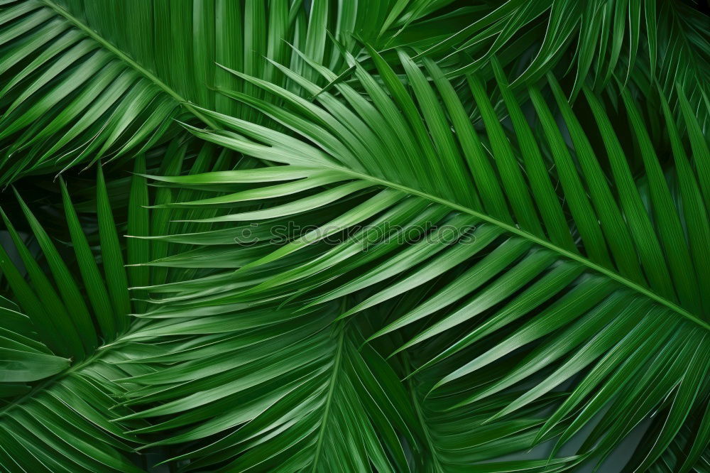 Similar – Image, Stock Photo palm fronds Palm frond