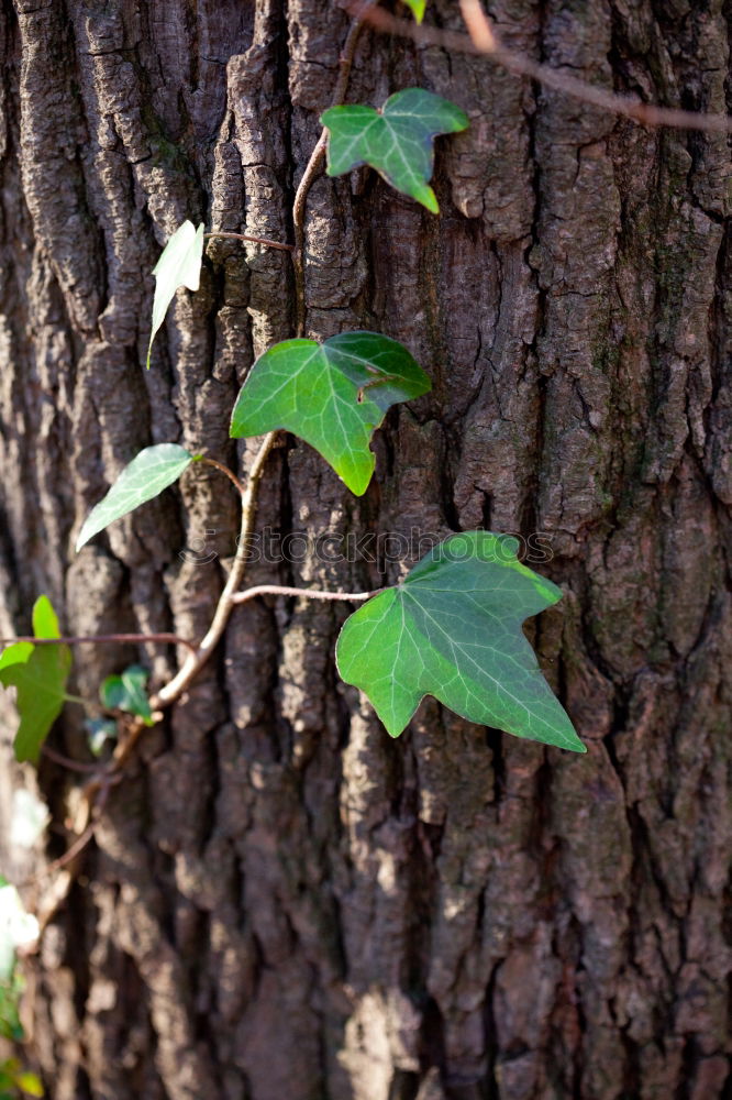 Similar – … Umwelt Natur Pflanze