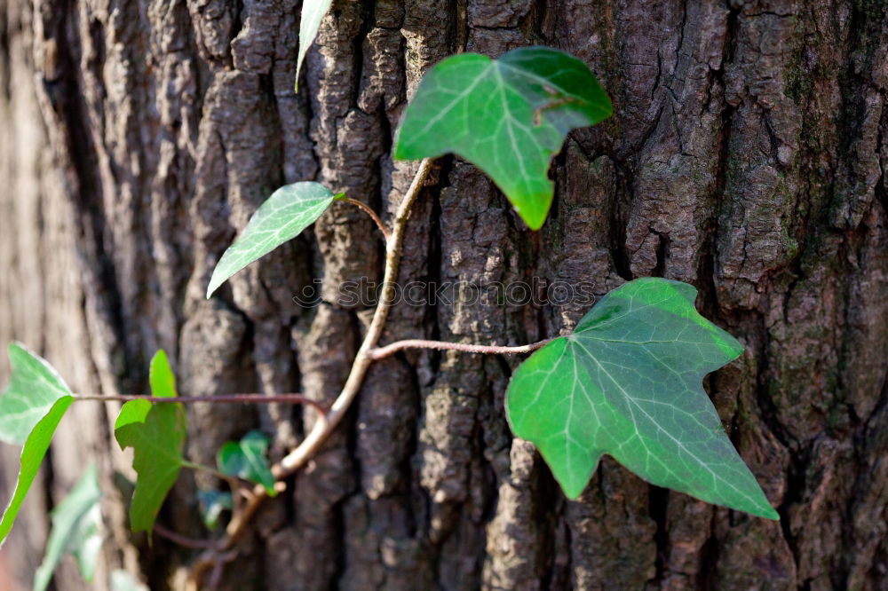 Image, Stock Photo Ivy Nature Plant Summer