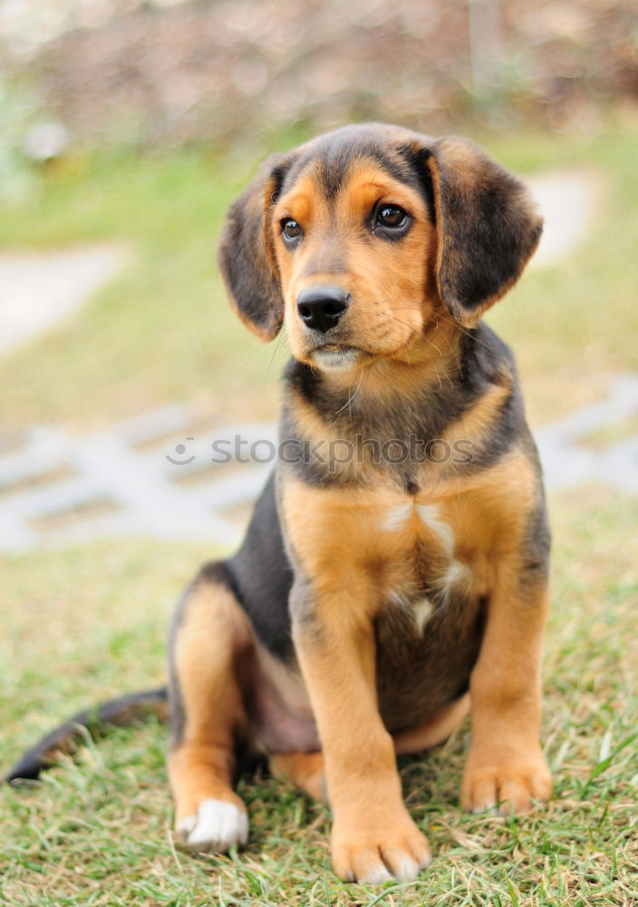 Similar – Image, Stock Photo cute puppy dog sitting in rough grass