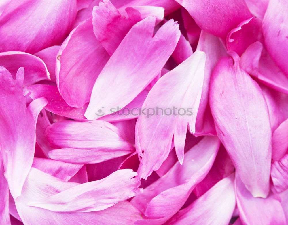 Similar – Foto Bild Rosa Pfingstrosen romantische Blumen Hintergrundbilder