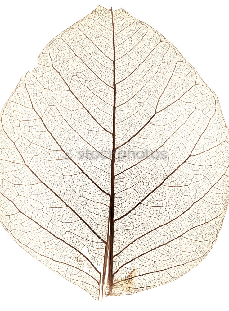 Similar – brown leaf texture Leaf