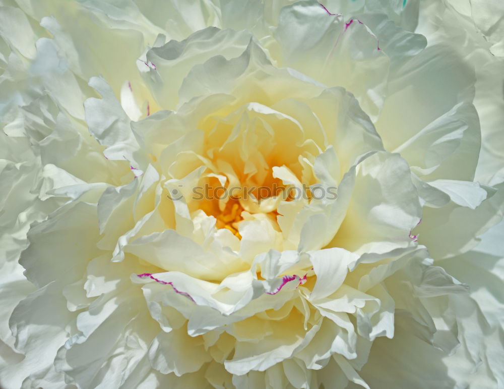 Similar – Image, Stock Photo Yellow poppy II Plant