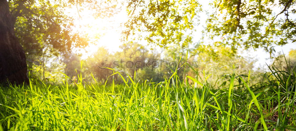 Similar – Image, Stock Photo Buddha 1 Human being