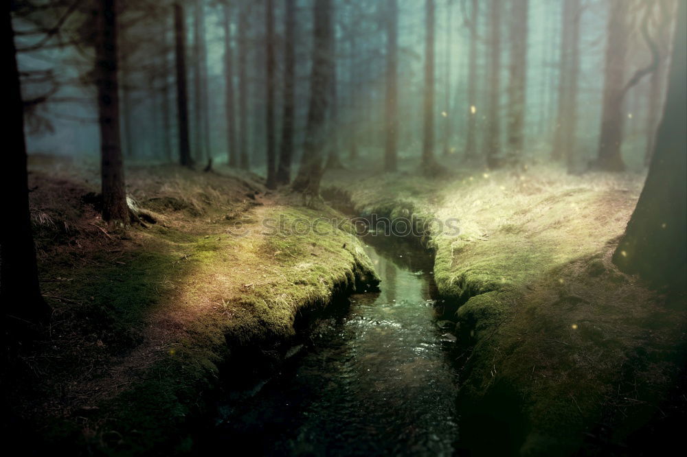 Similar – Image, Stock Photo fairytale forest