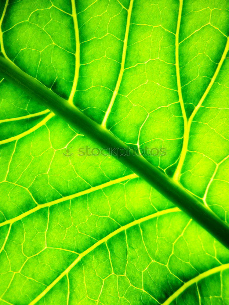 Similar – fig leaf Leaf Green Plant