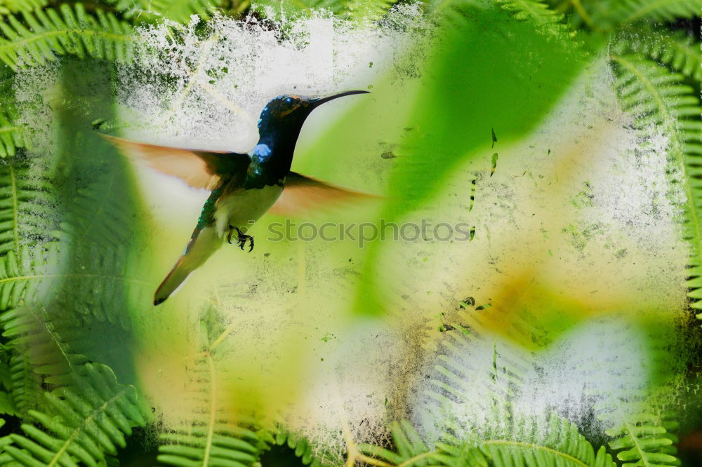 Similar – Image, Stock Photo Dendrobates pumilio Frogs