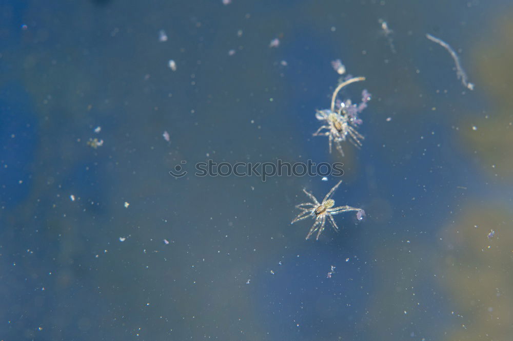 Similar – Image, Stock Photo Underwater picture of mosquito larvae in different stages of development. To make it more interesting the picture was turned upside down.