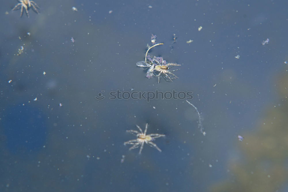 Similar – Macro of male and female chewing louse