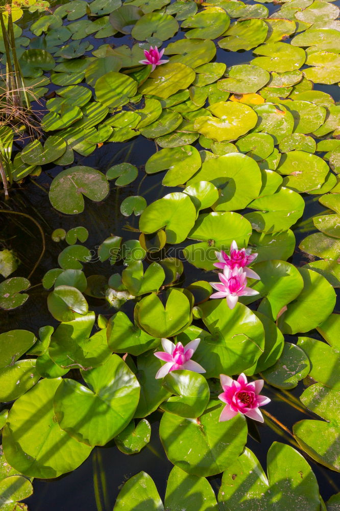 Similar – Seerosenteich Rose Blatt