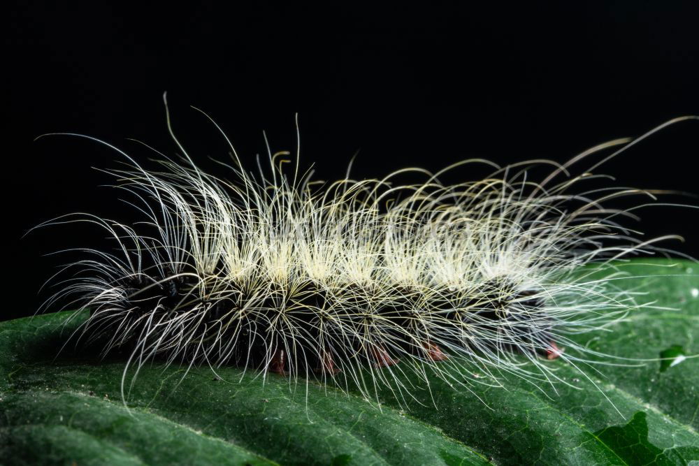 Similar – Caterpillar II Small