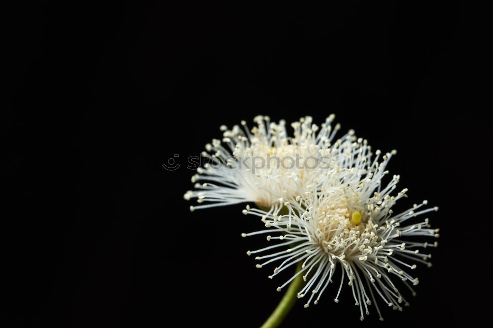 Similar – White Berries Fruit Plant