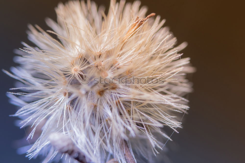 Similar – Image, Stock Photo dandelion flower plant