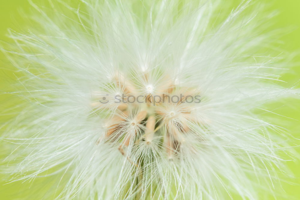 Similar – Image, Stock Photo Come cuddle… Dandelion