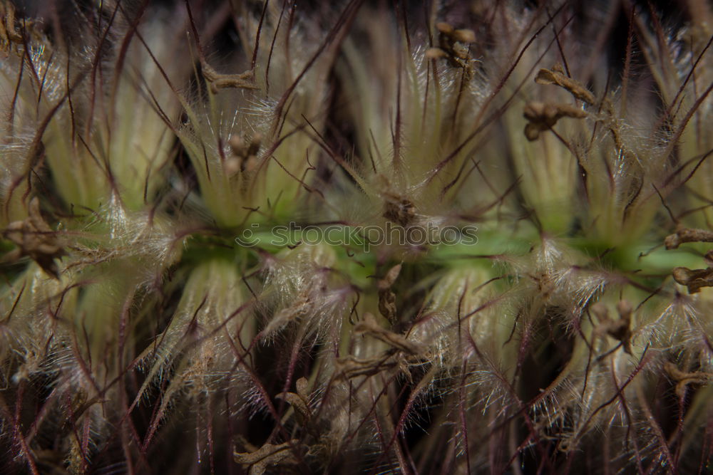 Similar – Image, Stock Photo FRESH ASPARAGUS Food