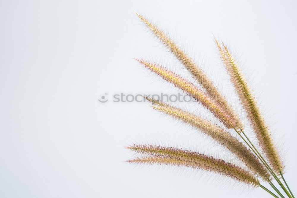 Similar – Image, Stock Photo water lily White Green