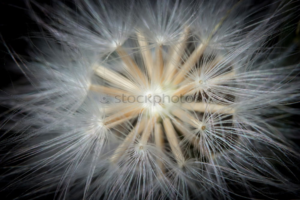 Similar – Nahaufnahme einer Pusteblume im Sonnenlicht vor blauem Himmel