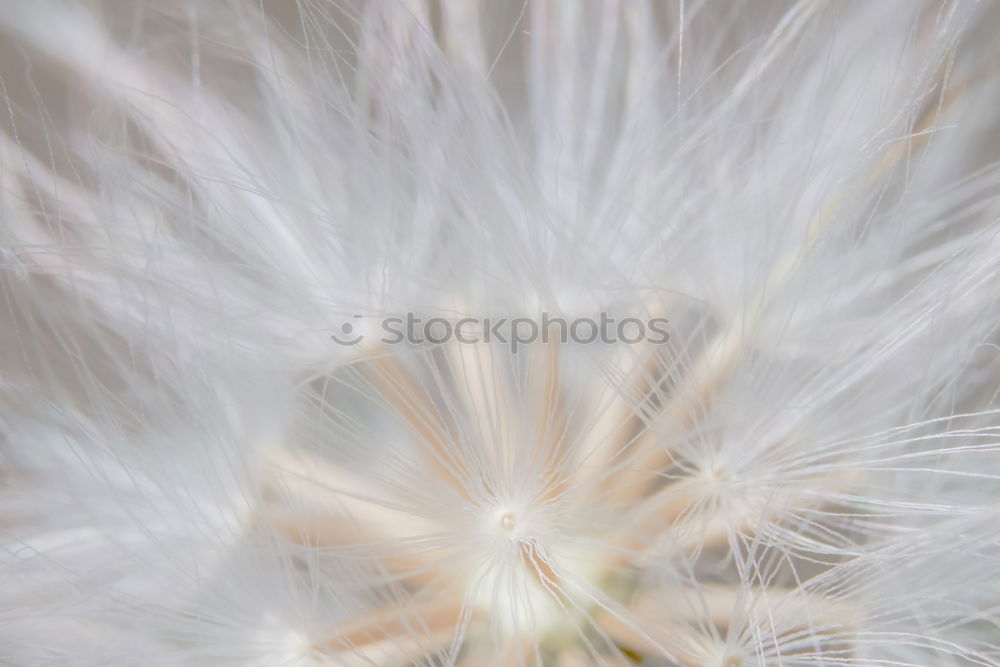 Similar – dandelion dance. Nature