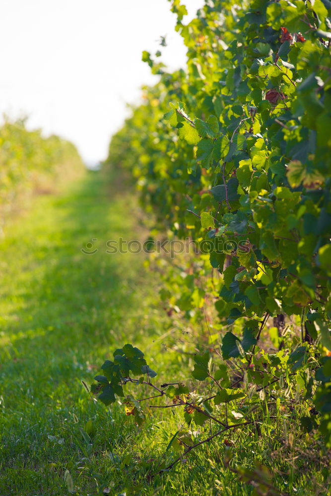 Similar – Image, Stock Photo On the mountain.