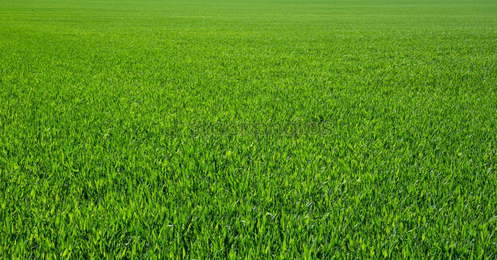 Similar – grünes Feld in der Landschaft