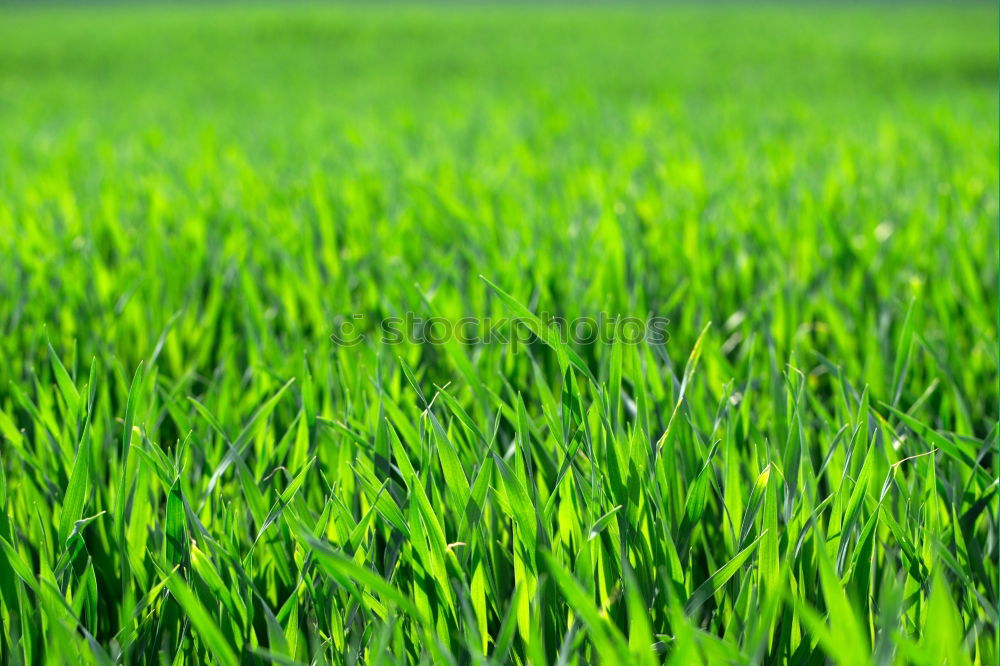 Similar – grass Meadow Grass Green