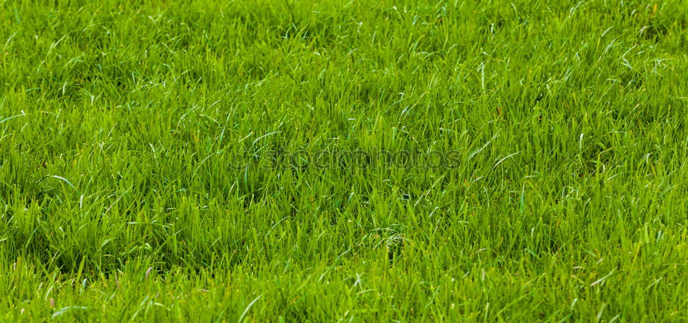 Similar – Image, Stock Photo lonesome poppy Patch