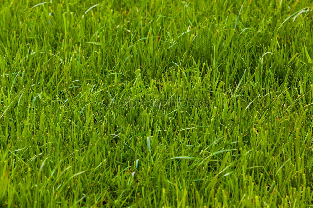 Similar – Image, Stock Photo lonesome poppy Patch