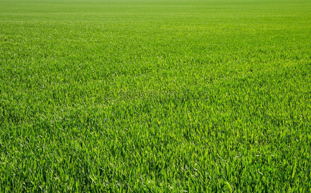 Similar – Green strip Park Stripe