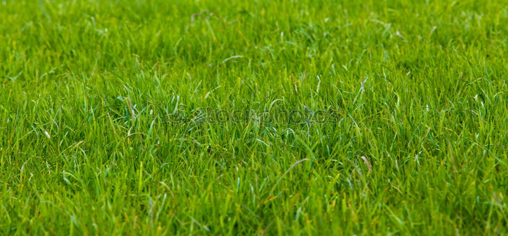 Similar – Image, Stock Photo Fruity meadow Green Meadow