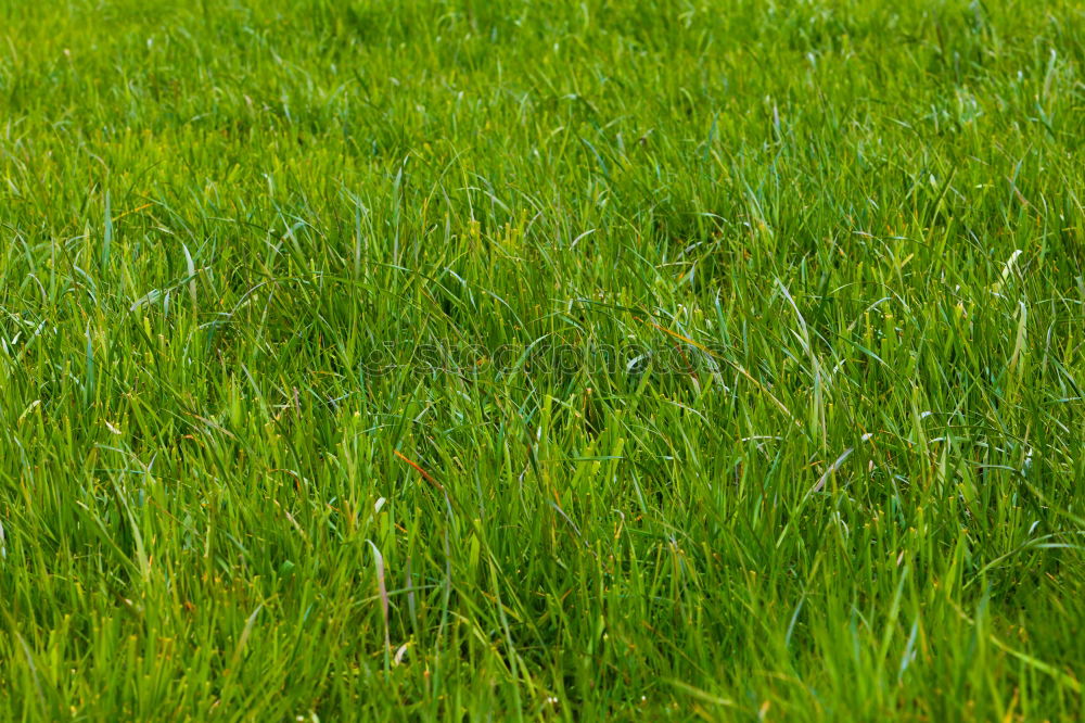 Similar – Image, Stock Photo grass Grass Summer Meadow